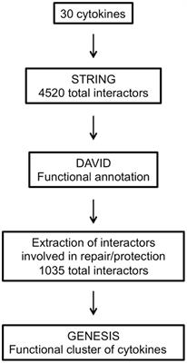 Definition of a Family of Tissue-Protective Cytokines Using Functional Cluster Analysis: A Proof-of-Concept Study